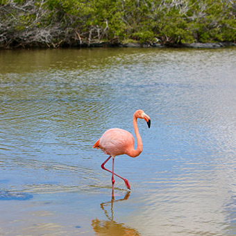 Flamingo rosado en la isla Seymour.