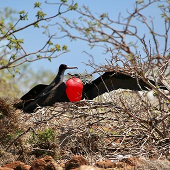 Dos Fragatas posadas sobre una rama.
