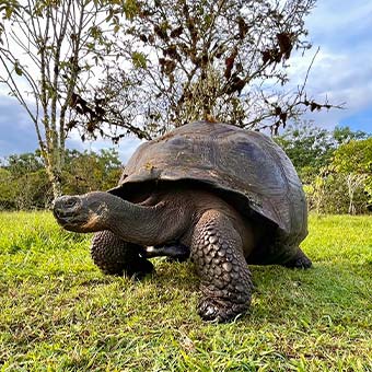 Tortuga gigante de Galápagos.
