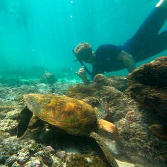 Diver next to a sea turtle.