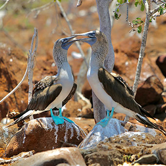 Pair of blue-footed boobies standing on a rock.