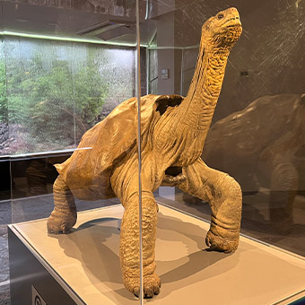 The solitary Gorge giant tortoise.