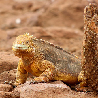 Yellow Iguana standing next to a captus.