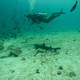 Diving in Galapagos.